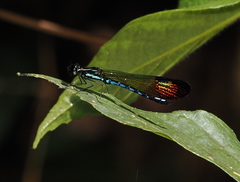 Rhinocypha cucullata
