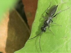 Dolichurus
