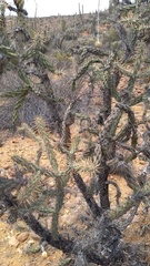 Cylindropuntia molesta molesta