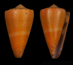 Conus daucus