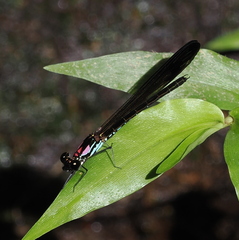 Heliocypha biseriata