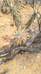 Cylindropuntia molesta molesta