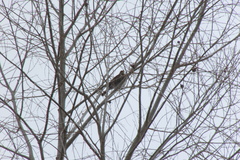 Turdus pilaris