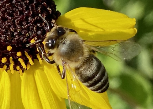 iNaturalist observation photo of Western Honey Bee