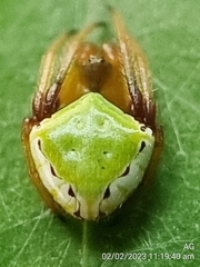 Araneus viridiventris