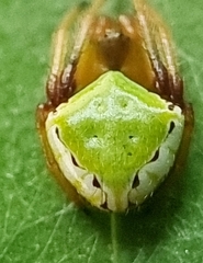 Araneus viridiventris