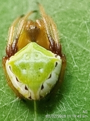 Araneus viridiventris