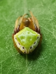 Araneus viridiventris