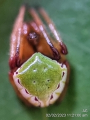 Araneus viridiventris