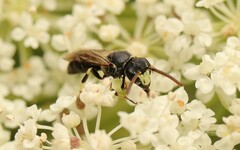 Hylaeus hyalinatus