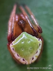 Araneus viridiventris