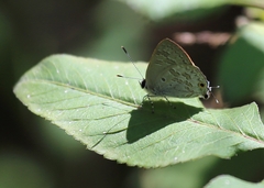 Sinthusa chandrana