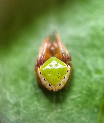 Araneus viridiventris