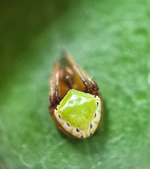 Araneus viridiventris