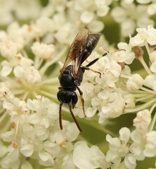 Hylaeus hyalinatus
