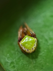 Araneus viridiventris