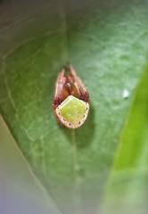 Araneus viridiventris