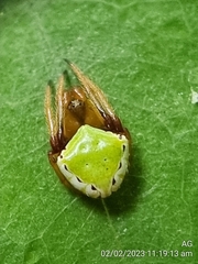 Araneus viridiventris
