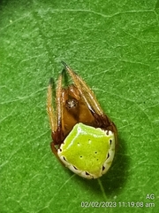 Araneus viridiventris