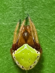 Araneus viridiventris