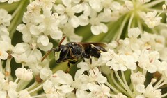 Hylaeus hyalinatus