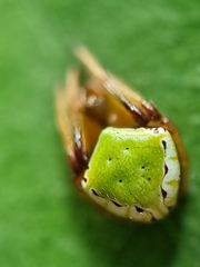 Araneus viridiventris