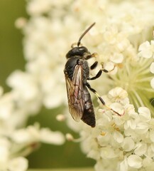 Hylaeus hyalinatus