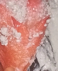 Triplofusus giganteus