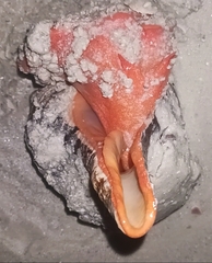 Triplofusus giganteus