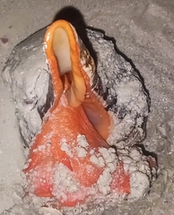 Triplofusus giganteus