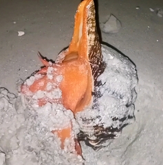 Triplofusus giganteus