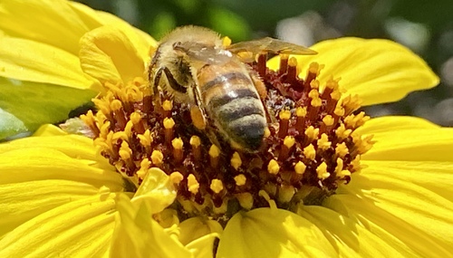 iNaturalist observation photo of Western Honey Bee