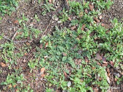Erodium cicutarium
