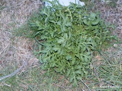 Diplotaxis catholica