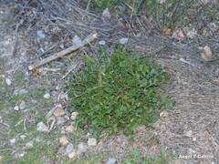 Diplotaxis catholica