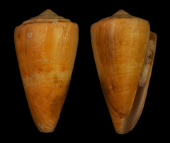 Conus daucus