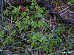 Anthriscus caucalis
