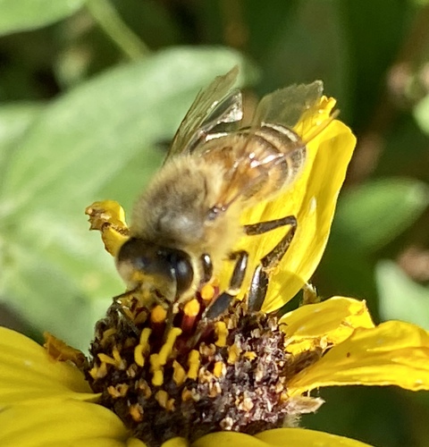 iNaturalist observation photo of Western Honey Bee