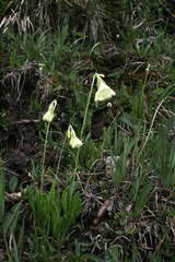 Primula sikkimensis