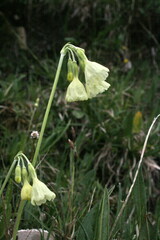 Primula sikkimensis
