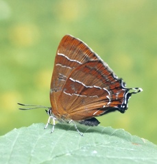 Thecla betulina