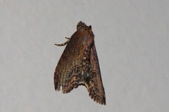 Lophoptera