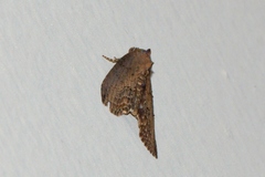 Lophoptera