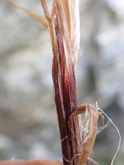 Carex wakatipu