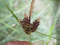 Carex wakatipu