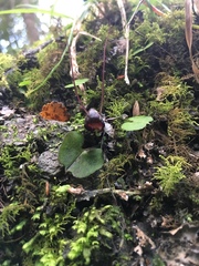 Corybas trilobus
