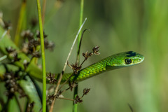 Philothamnus occidentalis