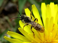 Nomada ferruginata