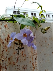 Thunbergia grandiflora