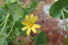 Othonna perfoliata